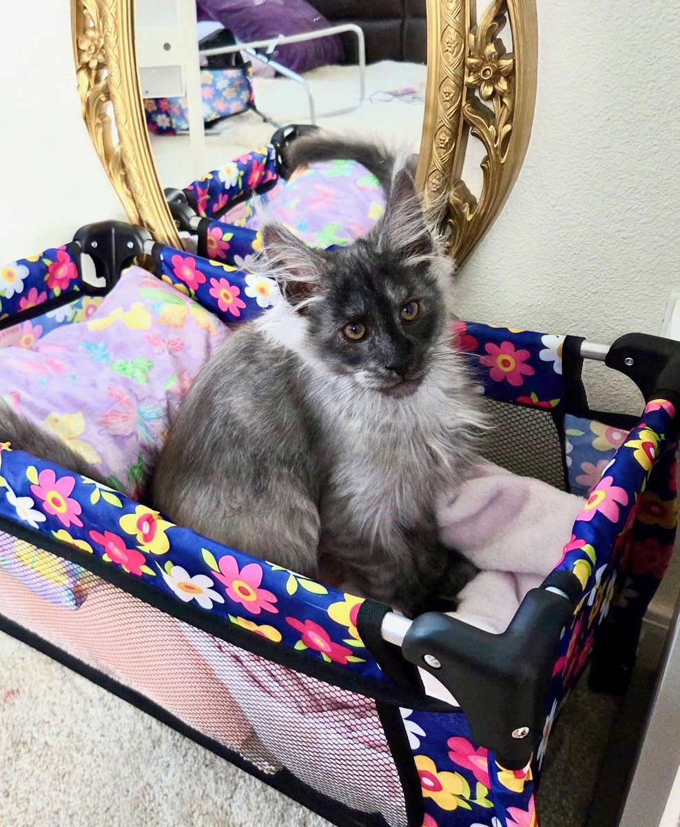 JasonEPosey1's tweet photo. @TRHLofficial This is baby Idaho. Named by my daughter. https://t.co/fgZl4IjSg4