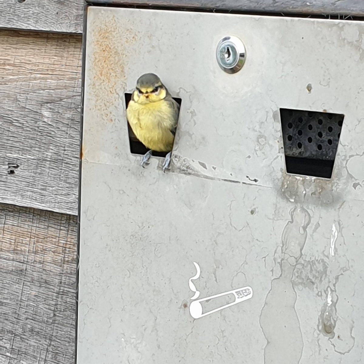 IanBuqqa's tweet photo. The best use I've seen for an outdoor ash tray yet. This is what planning is all about when they back off and let creativity peep out https://t.co/XjMrX4kC2Z