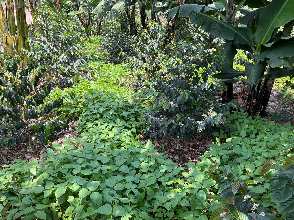 tomceze's tweet photo. Beans in between our 16 months old #SL28 and #SL34.
#Mihunga #demonstrationGarden #coffeegarden https://t.co/YkDzBWUxo1