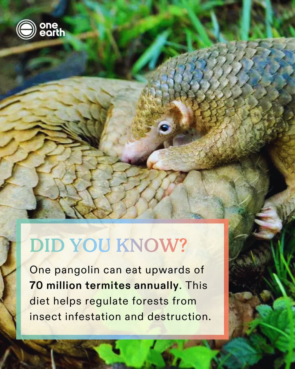 One Earth tweet media