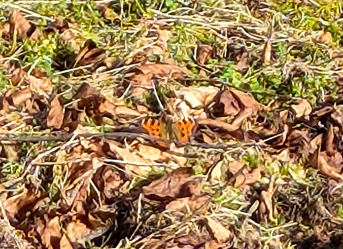 CDLWildlife's tweet photo. Large Tortoiseshell seen this morning in my neighbours garden, Broadsands, Paignton in Devon. Apologies for the poor pic!
@savebutterflies https://t.co/9oiKyYfU3p