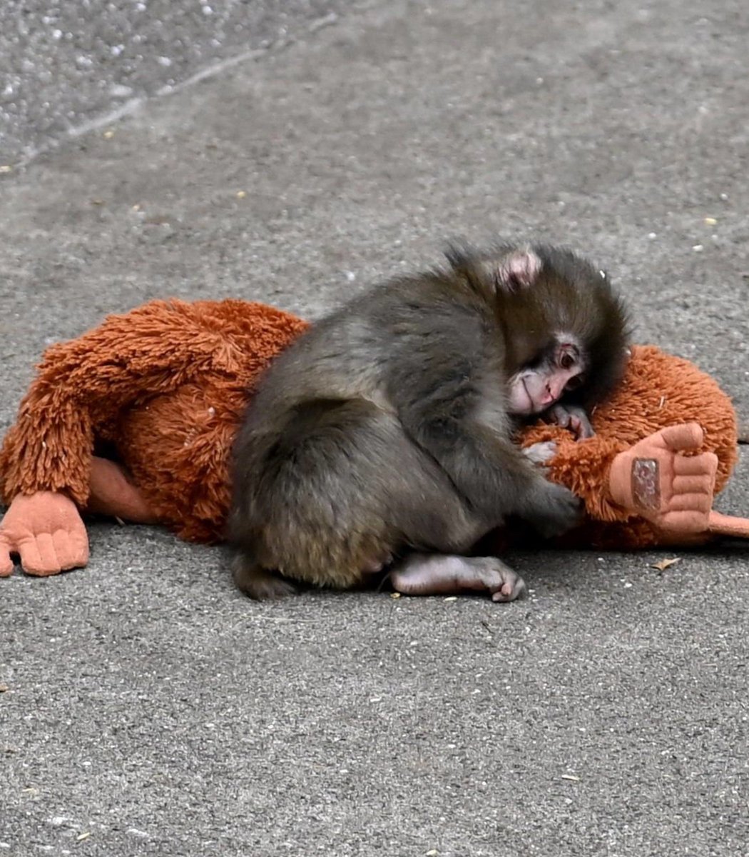 Punch the monkey has gone so viral that the wait to see him at the Ichikawa City Zoo is literal hours long.

The line is so massive that it's disrupting zoo operations.