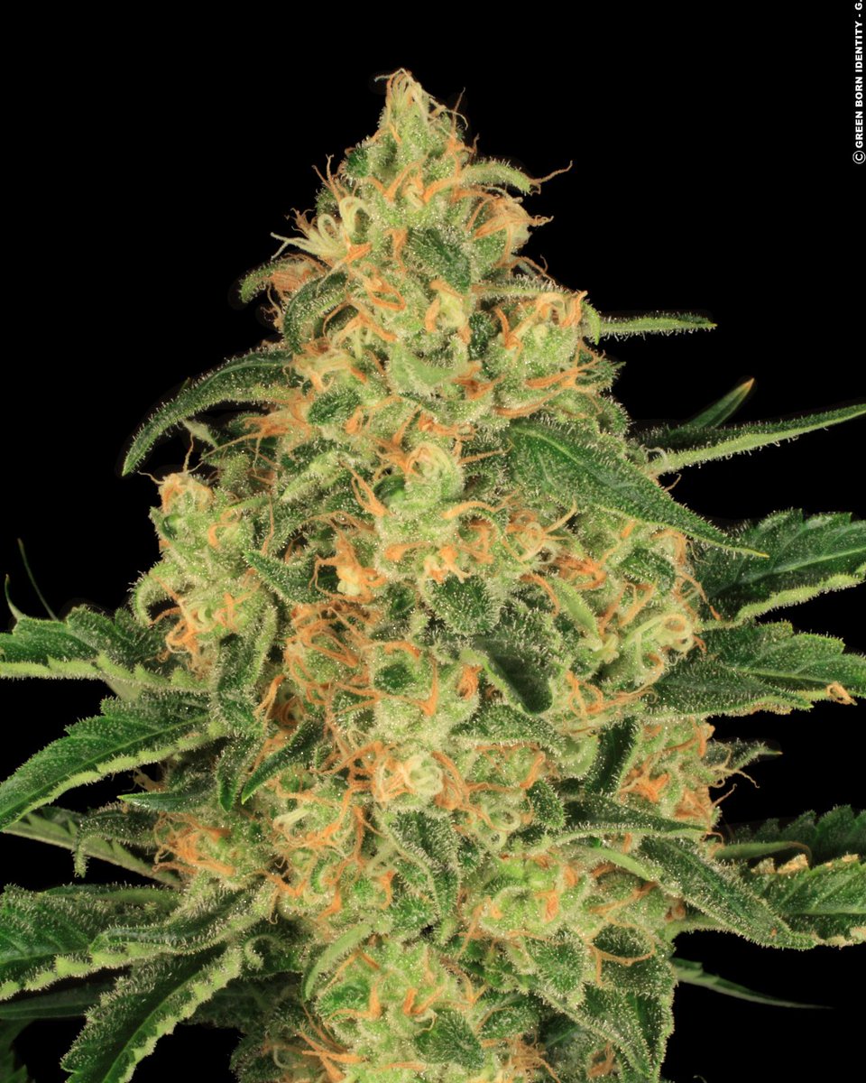 Paradise Seeds tweet media