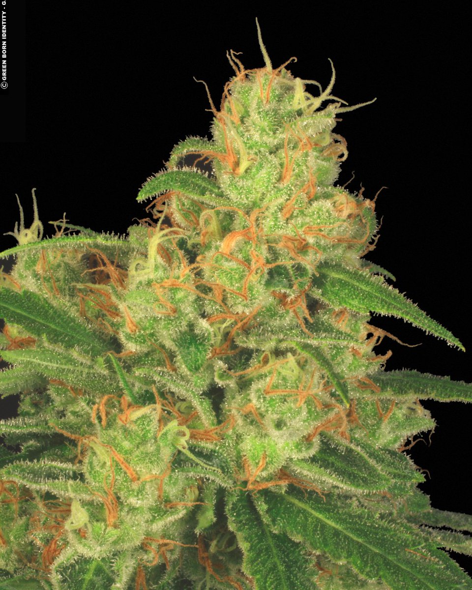 Paradise Seeds tweet media