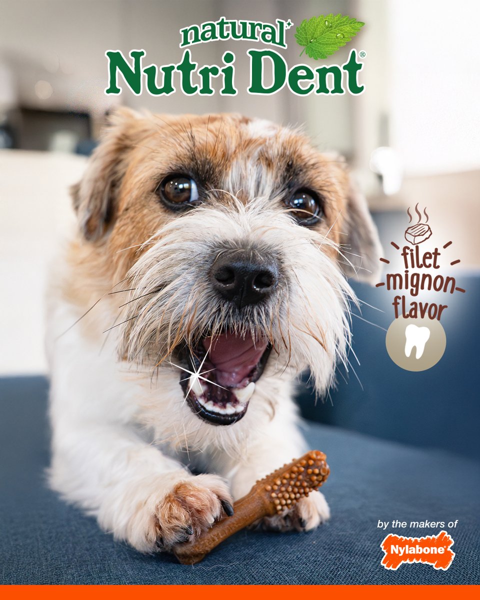 Nylabone Products tweet media