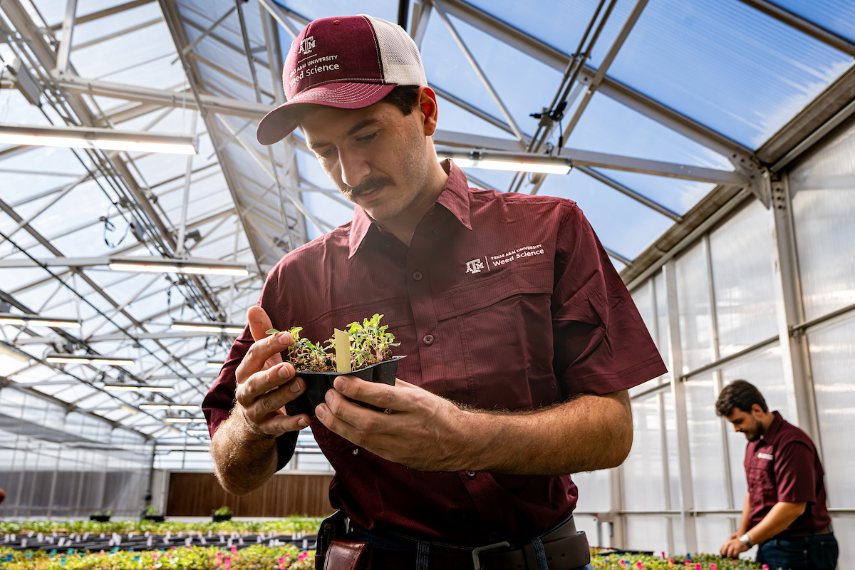 Texas A&M AgriLife Research tweet media