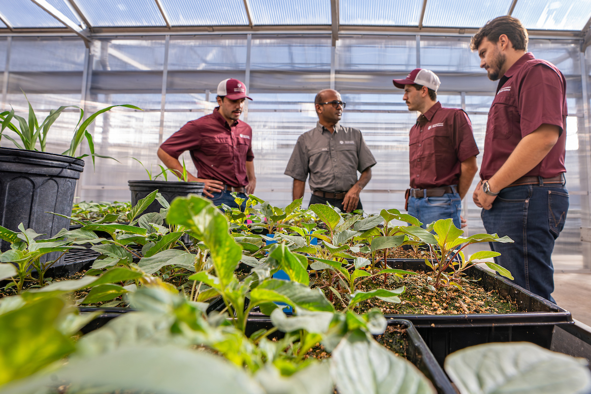 Texas A&M AgriLife Research tweet media