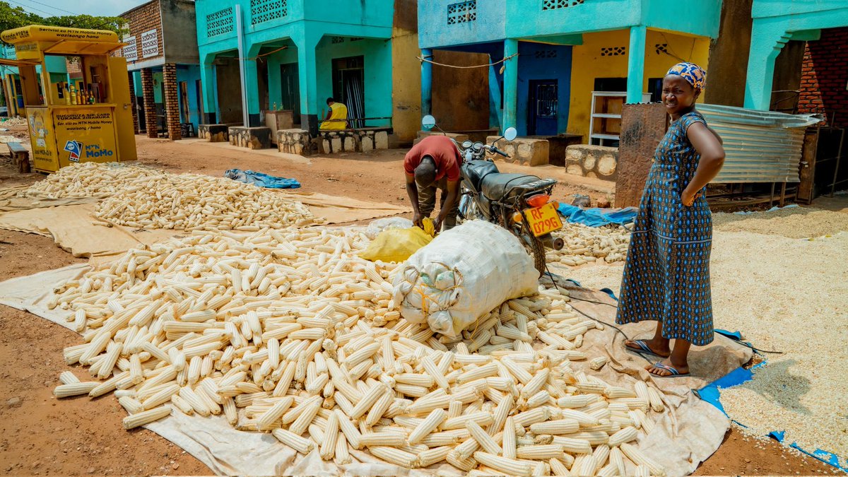 umutoniMarieJe1's tweet photo. Abibumbiye muri koperative KOPUAIM icuruza ibigori n'ibishyimbo muri @KayonzaDistrict nyuma yo guhugurwa na #KIIWP ikinjira mu buhinzi bw'ibijumba n'ibigori, barishimira umusaruro wabo dusanze barimo gukura ku nshuro ya mbere.
@RwandaAgriBoard
@IFAD
@RwandaAgri
@solangeuwituze https://t.co/GPTuWBlwyr