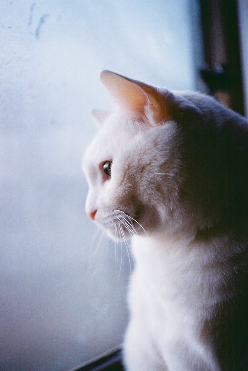 夜しか泳げない
Kodak color plus 200
#フィルム写真