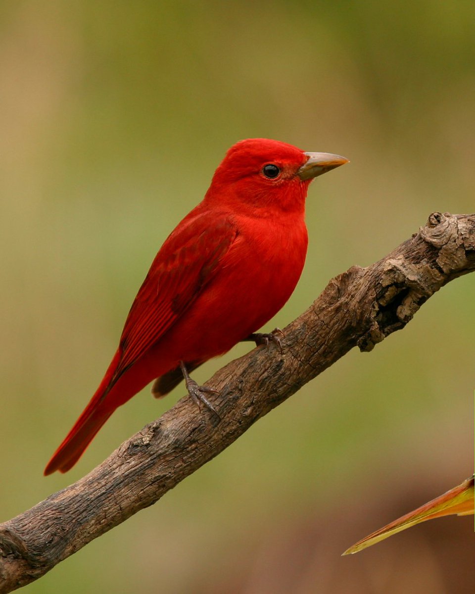 Rachel Carson Council tweet media