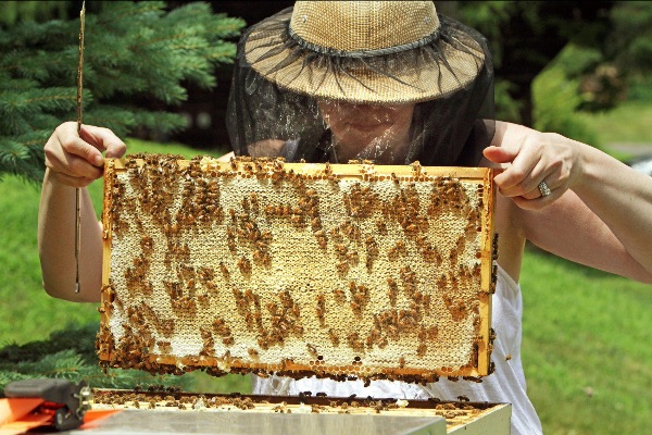 BeverlyBees tweet media