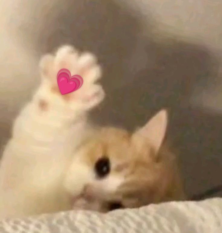 ✮⋆˙ tweet media