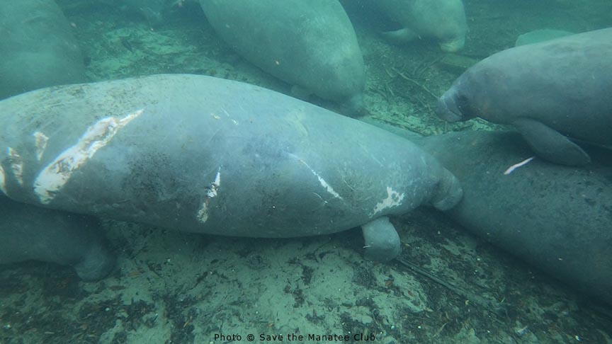 savethemanatee's tweet photo. Latest Manatee Update from Blue Spring State Park!
The river dropped to 63.5F (17.5C) and the manatee count went up to 493. 
The adoptees seen today were Lily (pic here), Brutus, Merlin, Gator, Annie, Aqua, Doc and Nick. https://t.co/F2vUOU75fO