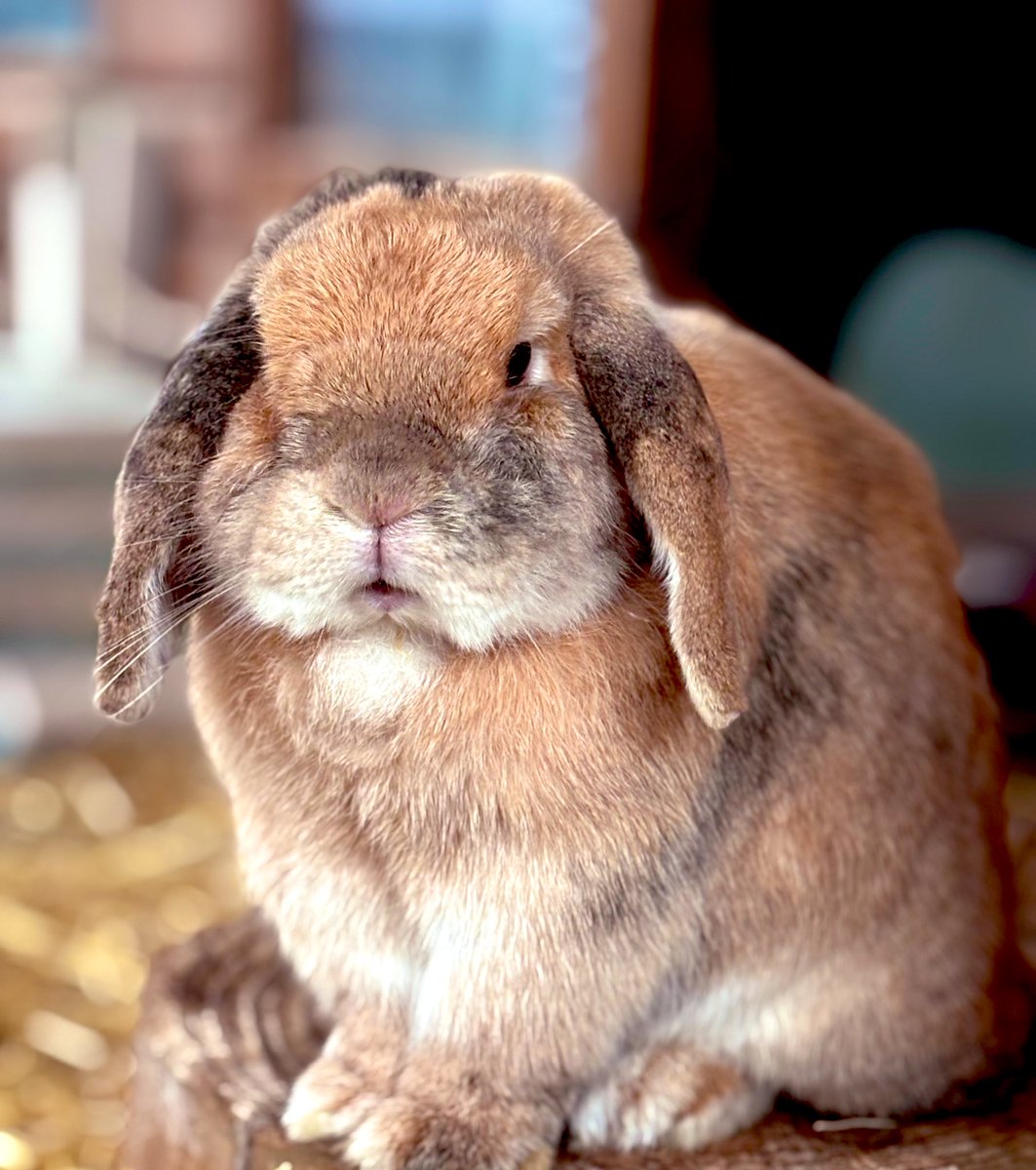 The new algo does not seem to favour bunnies. Please help Frank out with a like and a share ❤️