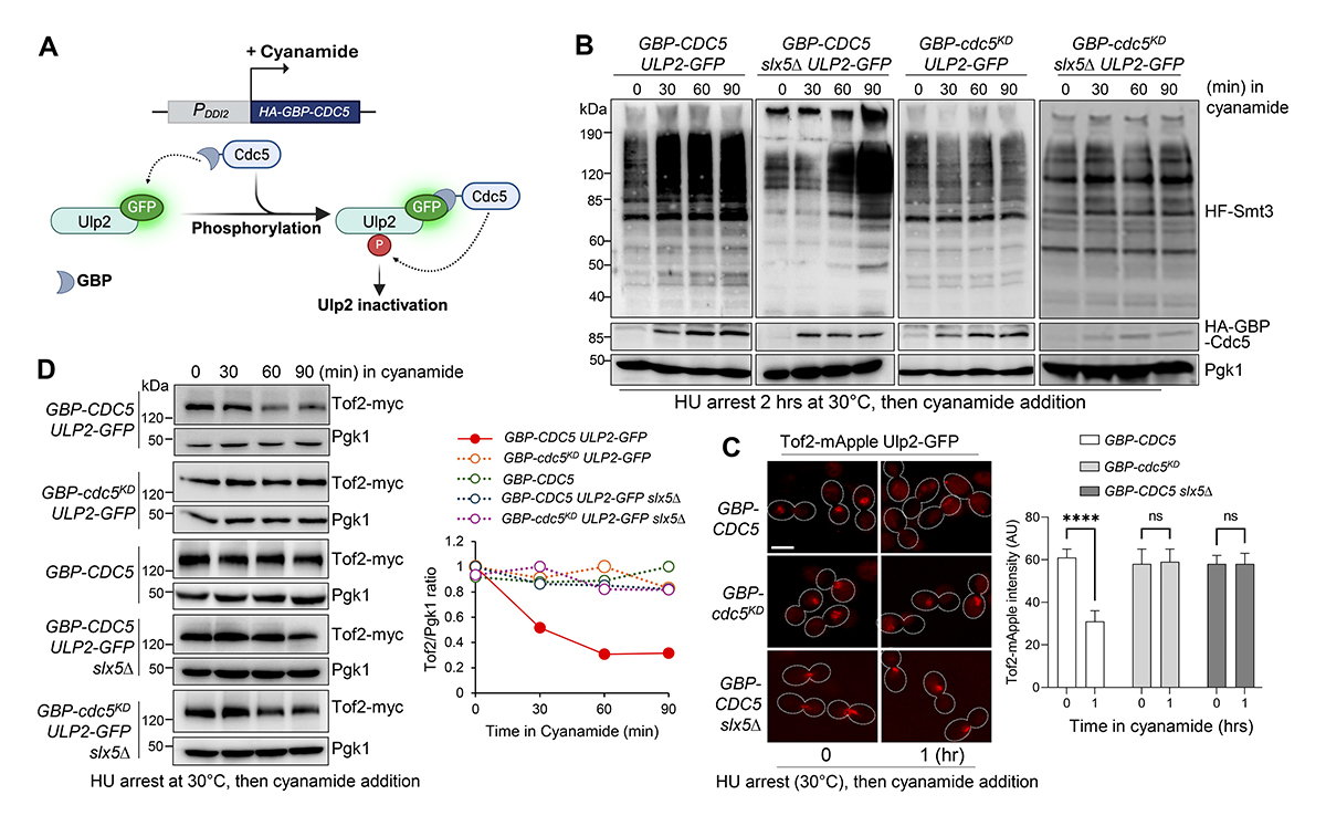 JCellBiol's tweet image. Emily Gutierrez-Morton, Yanchang Wang and colleagues @FloridaState show that in yeast, polo-like kinase Cdc5 promotes the phosphorylation of SUMO protease Ulp2, reducing its affinity for SUMO chains and thereby facilitating polySUMOylation. hubs.la/Q044DrBh0

#CellCycle