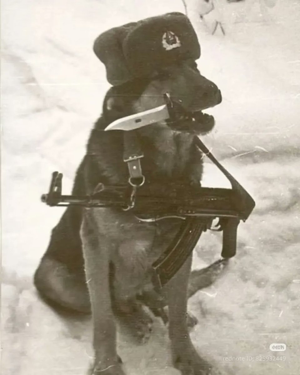 Antifa_Ultras tweet media