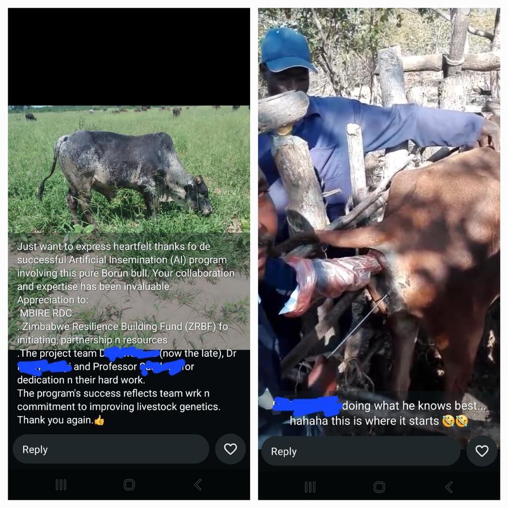 vetinchief's tweet photo. @MoLAFWRD_Zim @obertjiri @VPHaritatos @ZBCNewsonline @HeraldZimbabwe @StarfmZimbabwe @zfu_official @ZCFU_official We seem to be always launching, launch again and relaunching. we are supposed to be getting updates on how launched programmes are impacting communities as this farmer is doing after participating in one AI programme.Plan-put inputs-report on outputs-do M n E-Share impact https://t.co/vWqWDcNHAb