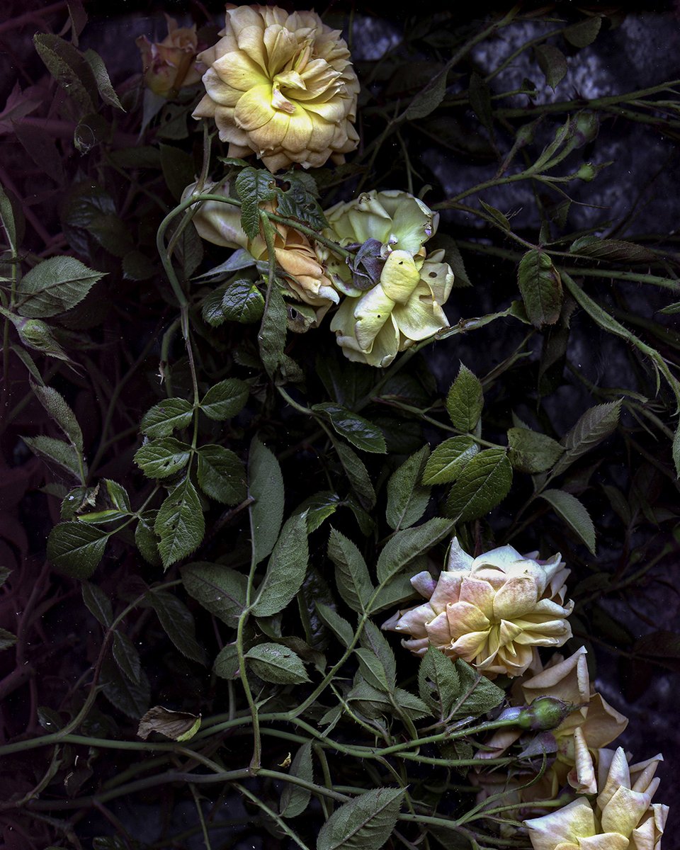 Plug In ICA tweet media