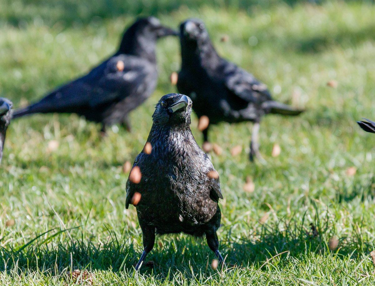 Crow Monthly tweet media