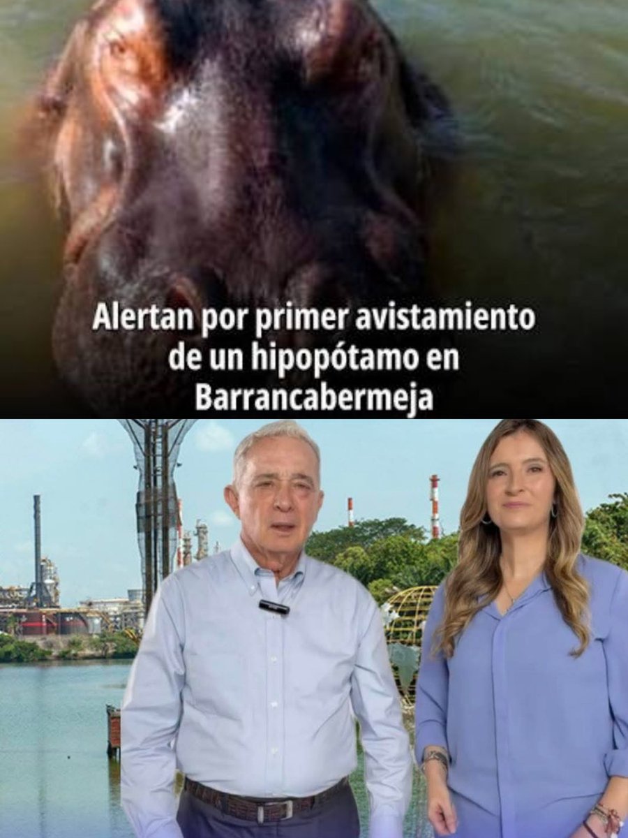 faveru02's tweet photo. adivina adivinador 
¿en que se parece Uribe a un hipopótamo?
los dos son especies muy peligrosas, fueron vistos recientemente en Barrancabermeja y los dos fueron mascotas de Pablo Escobar 😆 https://t.co/hUSmUoNMyX