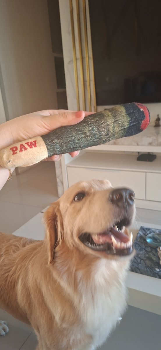 LMTVL0G's tweet photo. O nome da cadela é brisa e por um acaso o brinquedo favorito dela é um baseado de pelúcia https://t.co/V7daE0xfrc