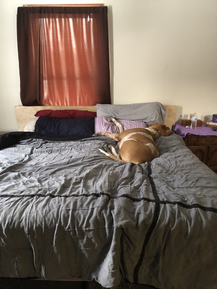 Kt_Perry's tweet photo. No dogs on the furniture. 
Who wants to remind Buddy of that?

#DogApproved #petlife #doglovers #DogLife https://t.co/EnuNOot7BJ