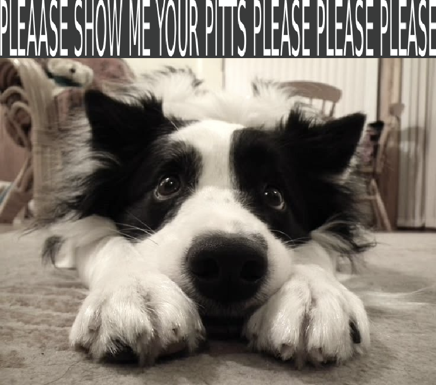 aspen !! 🐾 (@aspendoggy) on Twitter photo 