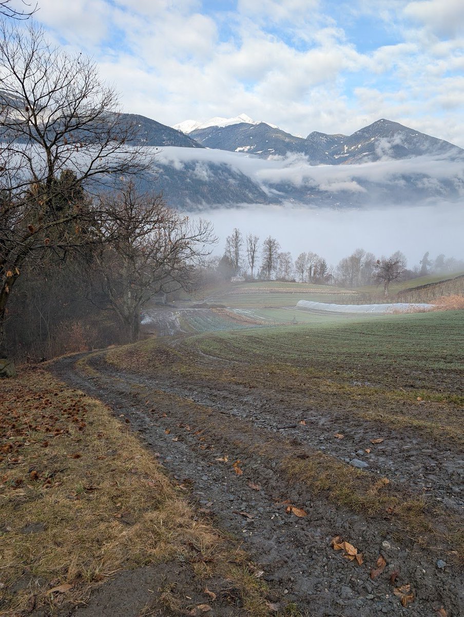 Pescegatti tweet media