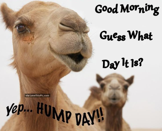 ModeraHollywood's tweet photo. You know what day it is? ...... Hump Day!

#MillCreekRes #ModeraHollywood #HumpDay #Wednesday https://t.co/1h5cRgoSuF