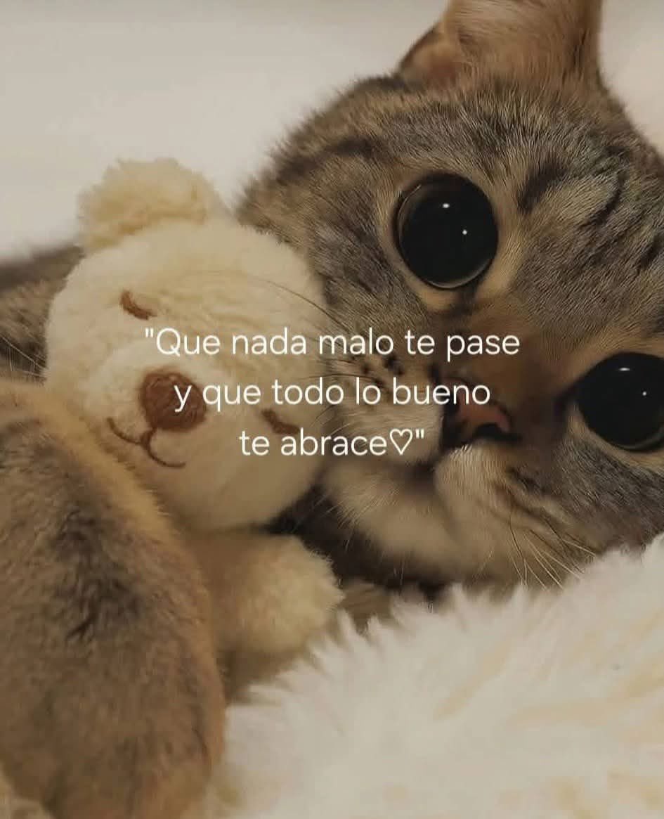 Dilo con gatitoz (@dilocongatitoz) on Twitter photo 