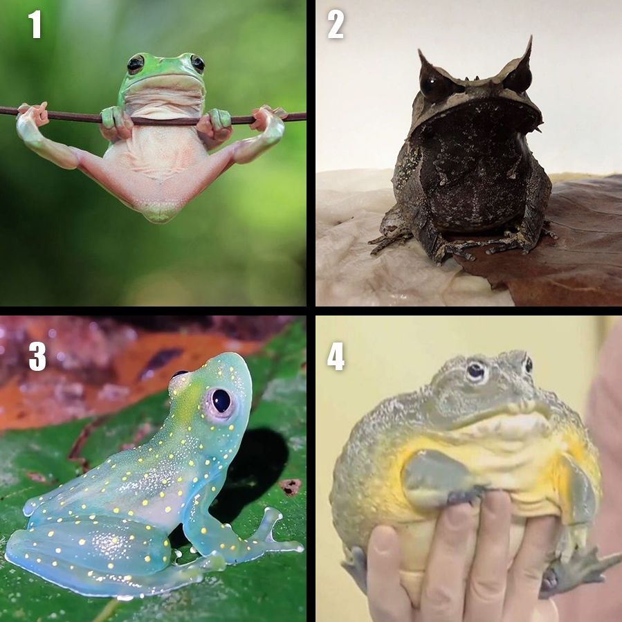 Forgotten Runes Wizard's Cult tweet media