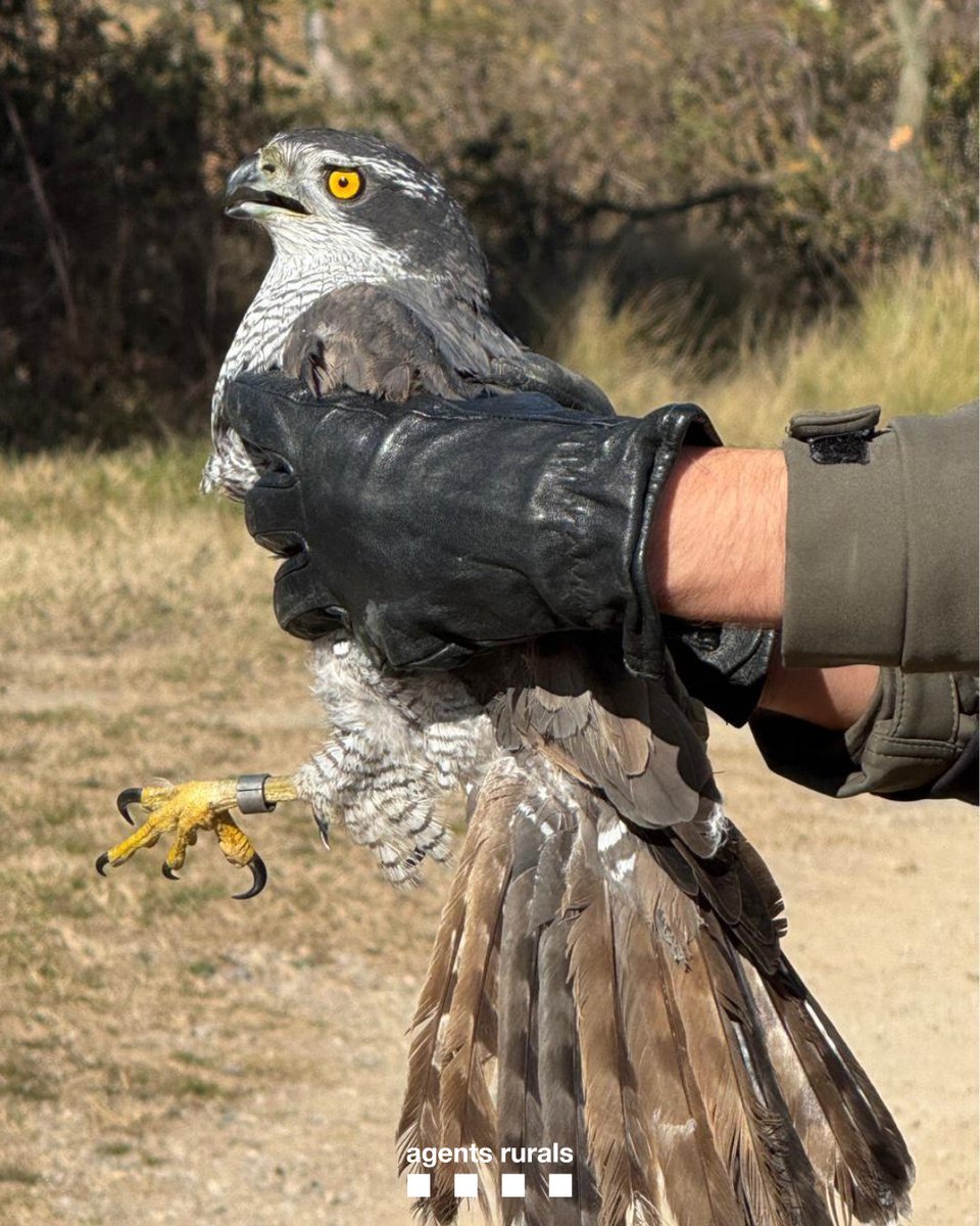 agentsruralscat's tweet photo. 🦅 Retornem al medi natural un mascle d’astor (Astur gentilis) després de recuperar-se en un #CentreDeFauna, i compartim l’experiència amb alumnes de Sta. Eulàlia de Puig-Oriol, Lluçanès.

Amb #EduCAR apropem la fauna salvatge i els  valors per a la seva protecció als més joves. https://t.co/AXd8lYql9Q