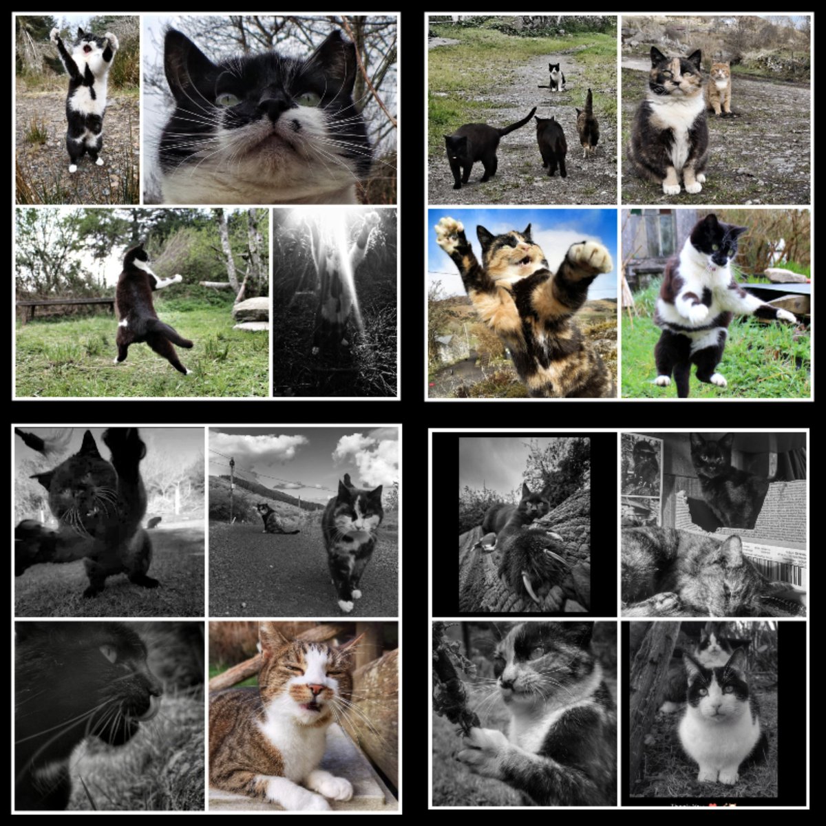 TribeOfMa's tweet image. Thaaaaaank You for Your Donation, @MsMJsays 🤞✌️🐾🙀❤️🐾 #cats #AdoptDontShop #straycats #feralcats #rescuecats #TNR tribeofma.carrd.co 🐾 ✨ 🖖 😽 ❤️ #Fundraiser