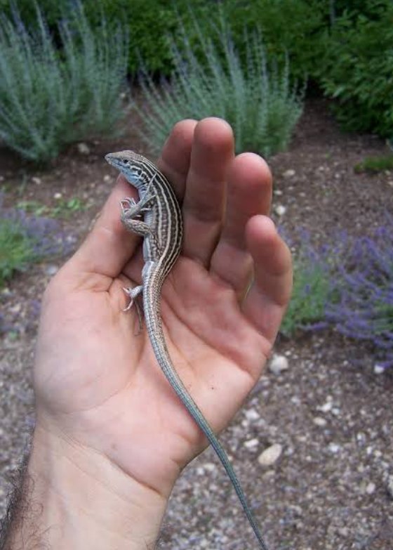 REPOST TO ENLIGHTEN SOMEONE 

FACT: Some lizards (like the New Mexico whiptail) reproduce without mating at all.

They use a process called parthenogenesis, meaning females can produce healthy offspring completely on their own.
No partner required. No mating. No dependency.