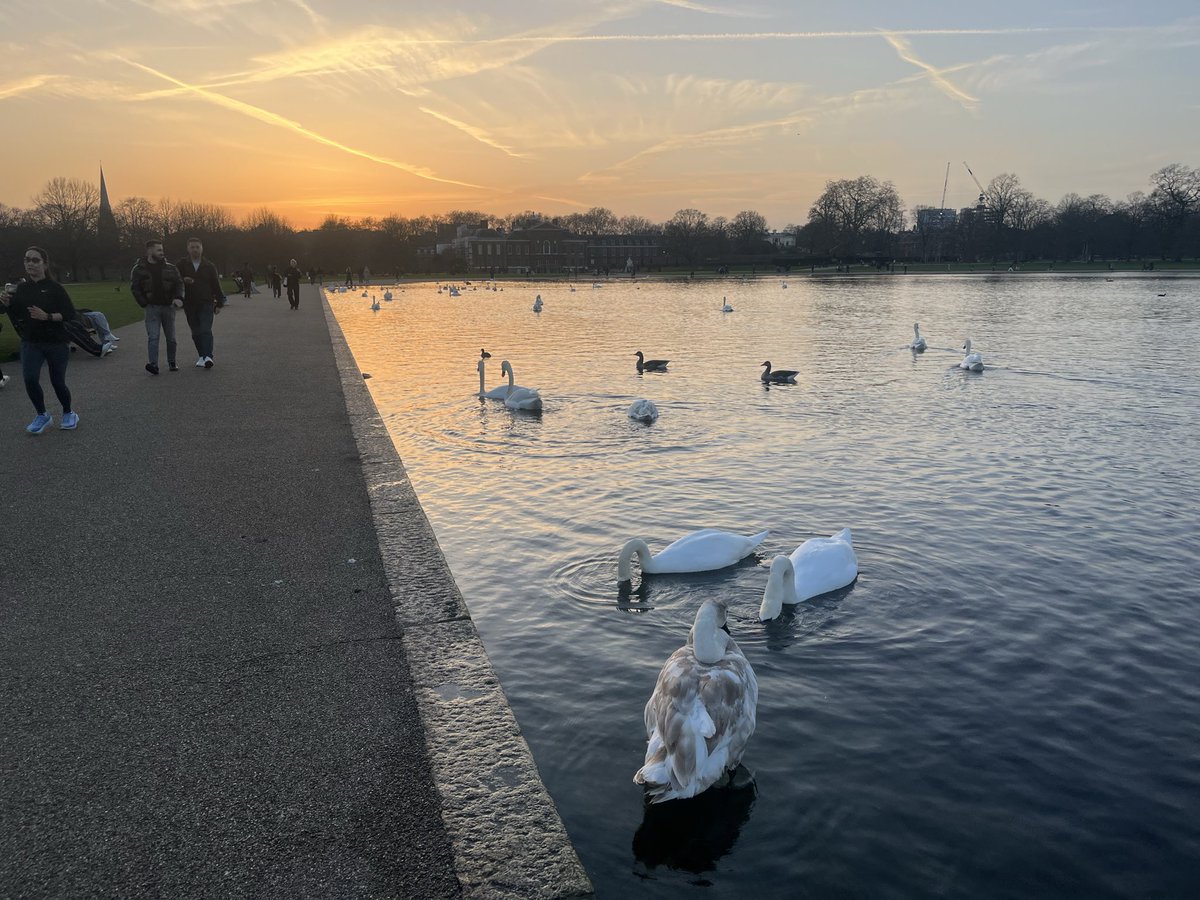 #FreeJoshAcheampong #SellEnzo tweet media