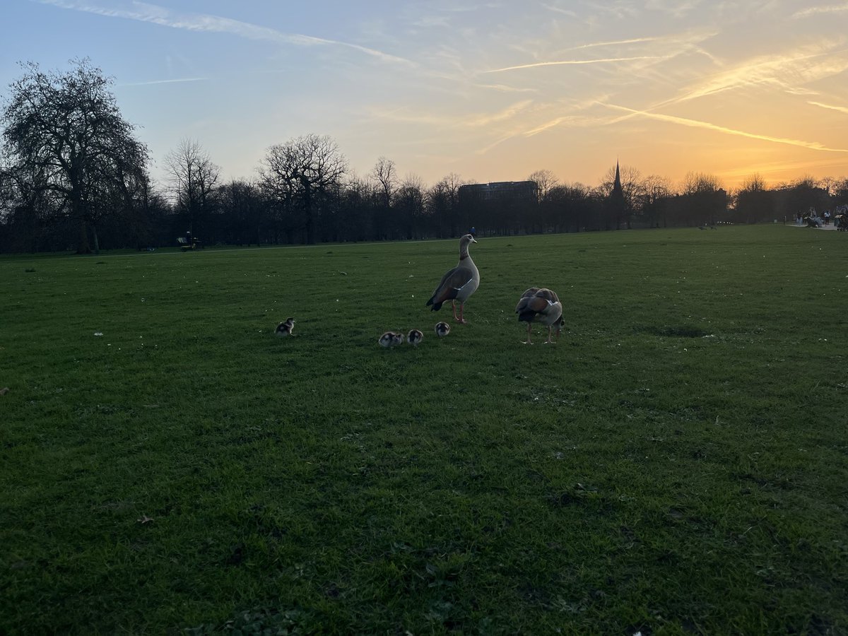 #FreeJoshAcheampong #SellEnzo tweet media