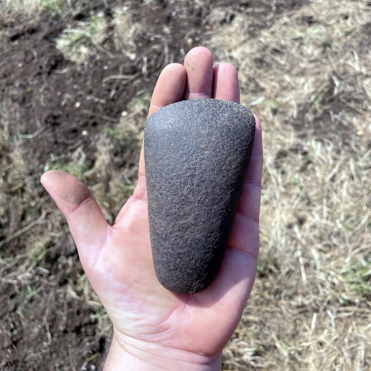 Imagine digging Iron Age and Roman pits in central Bedfordshire, and coming across 𝘵𝘩𝘪𝘴 Neolithic beauty? 🤯

This polished Late Neolithic axehead is made of a volcanic rock called gabbro. These axeheads were widely exchanged around the British Isles, and sometimes even
