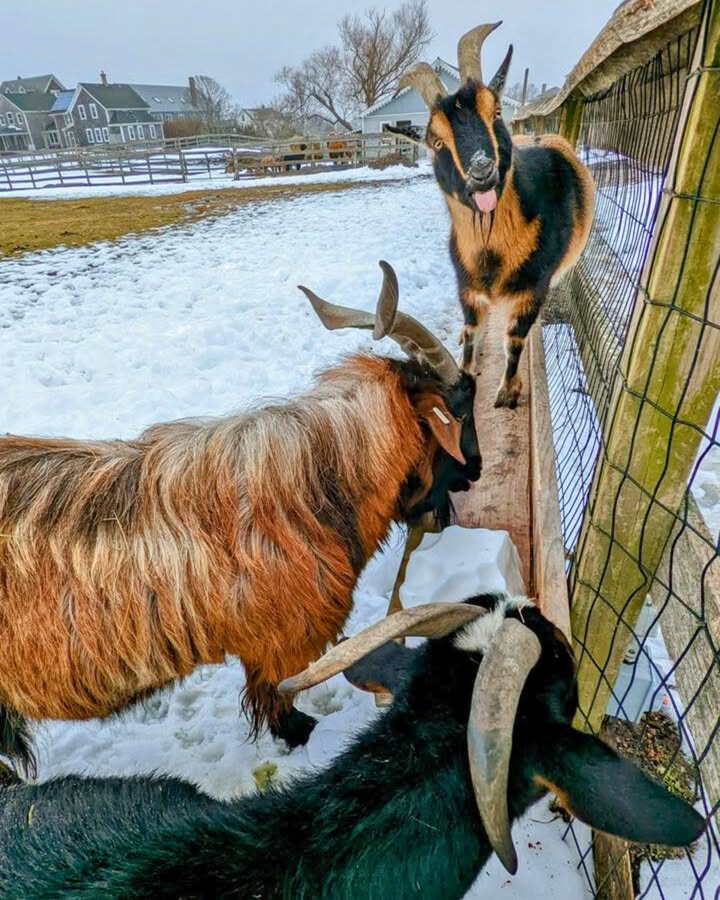 Block Island Ferry tweet media