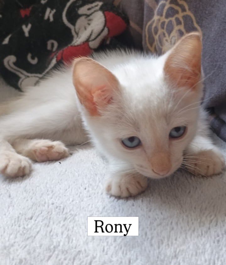 Abrigo Meimei tweet media