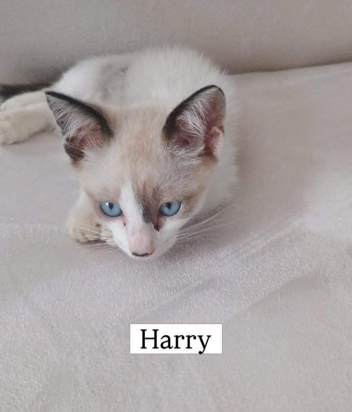 Abrigo Meimei tweet media