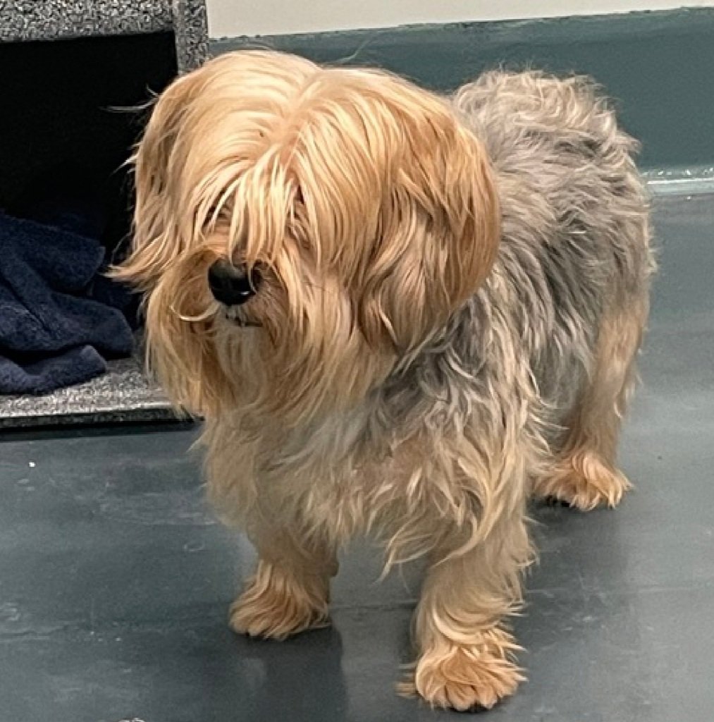 nyc_lilpaws2025's tweet image. Introducing Jon Bone Jovi 247403
He is 2 yrs old, weighs 14.4 lbs
Has been at #NYCACC 14 days
Likes affection
Needs slow introductions 
ok for kids 13+
Can Jon Bone Jovi rock your house??
nycacc.app/browse/247403
#Pledge4Rescue #foster #adopt 
#BonJovi