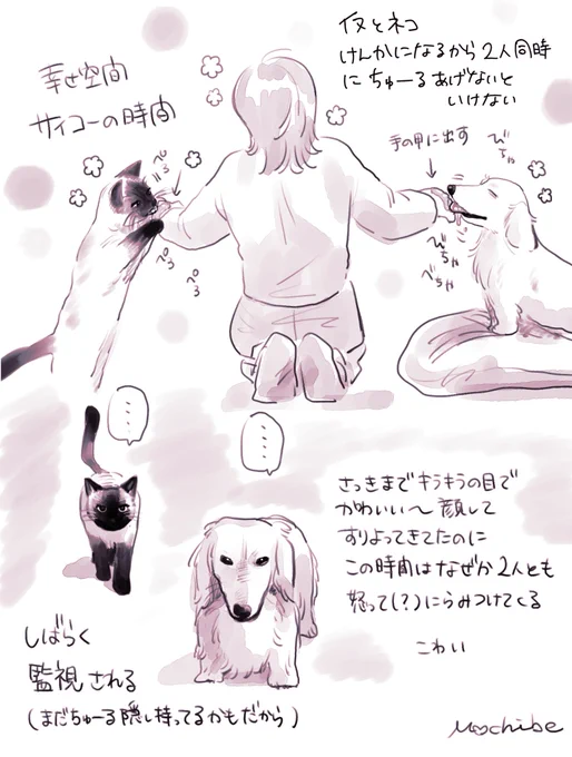 犬猫 