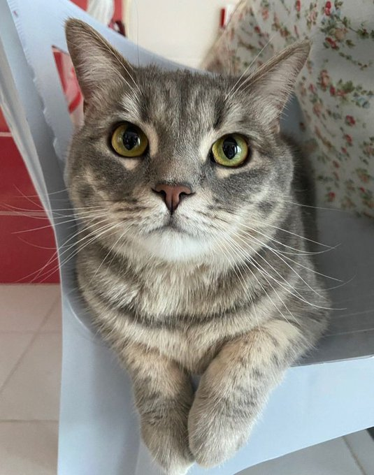 Tienes 24 horas para saludar a Michu o tendrás un horrible Marzo.