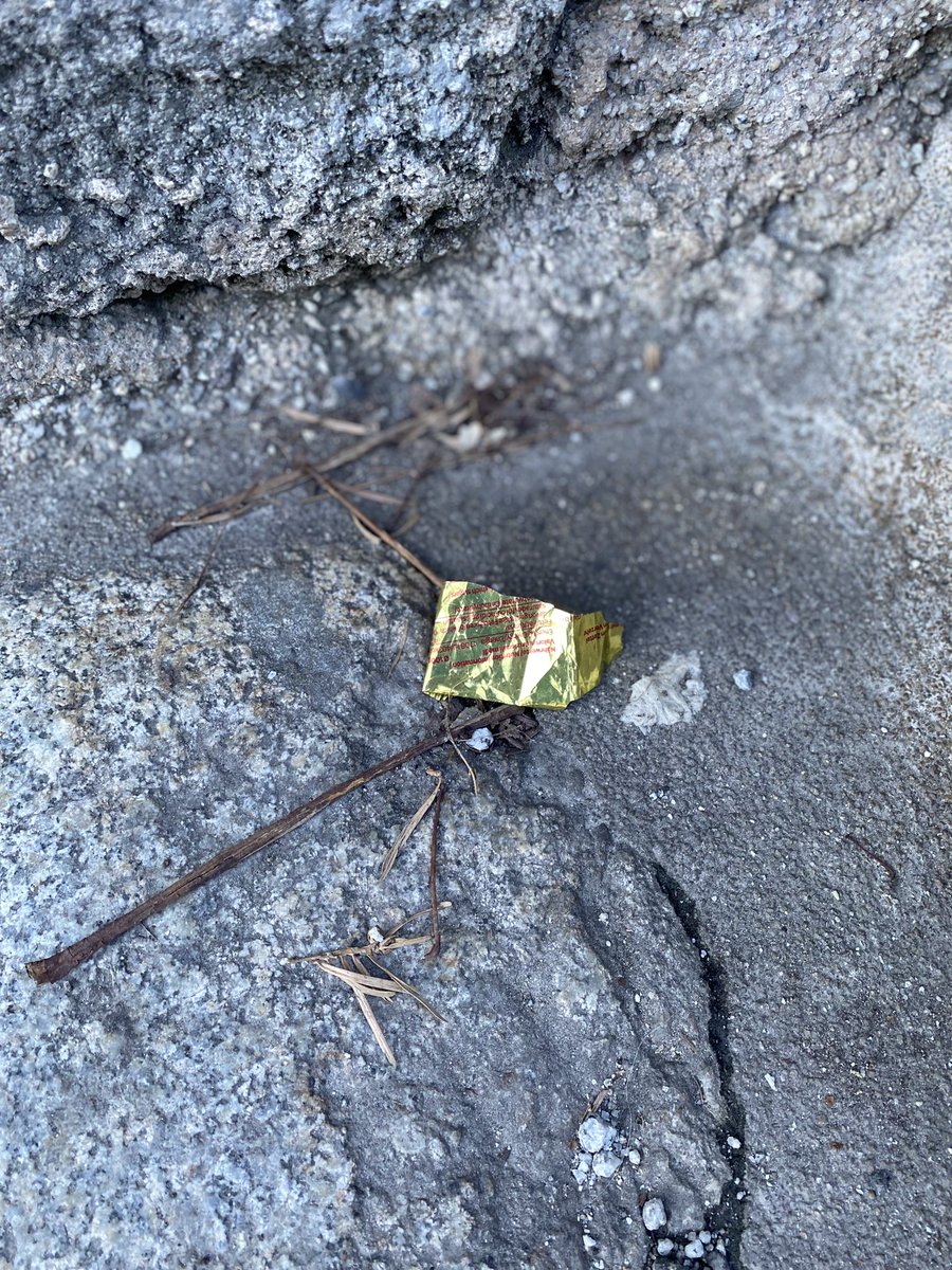 Sonia Zuccaro tweet media