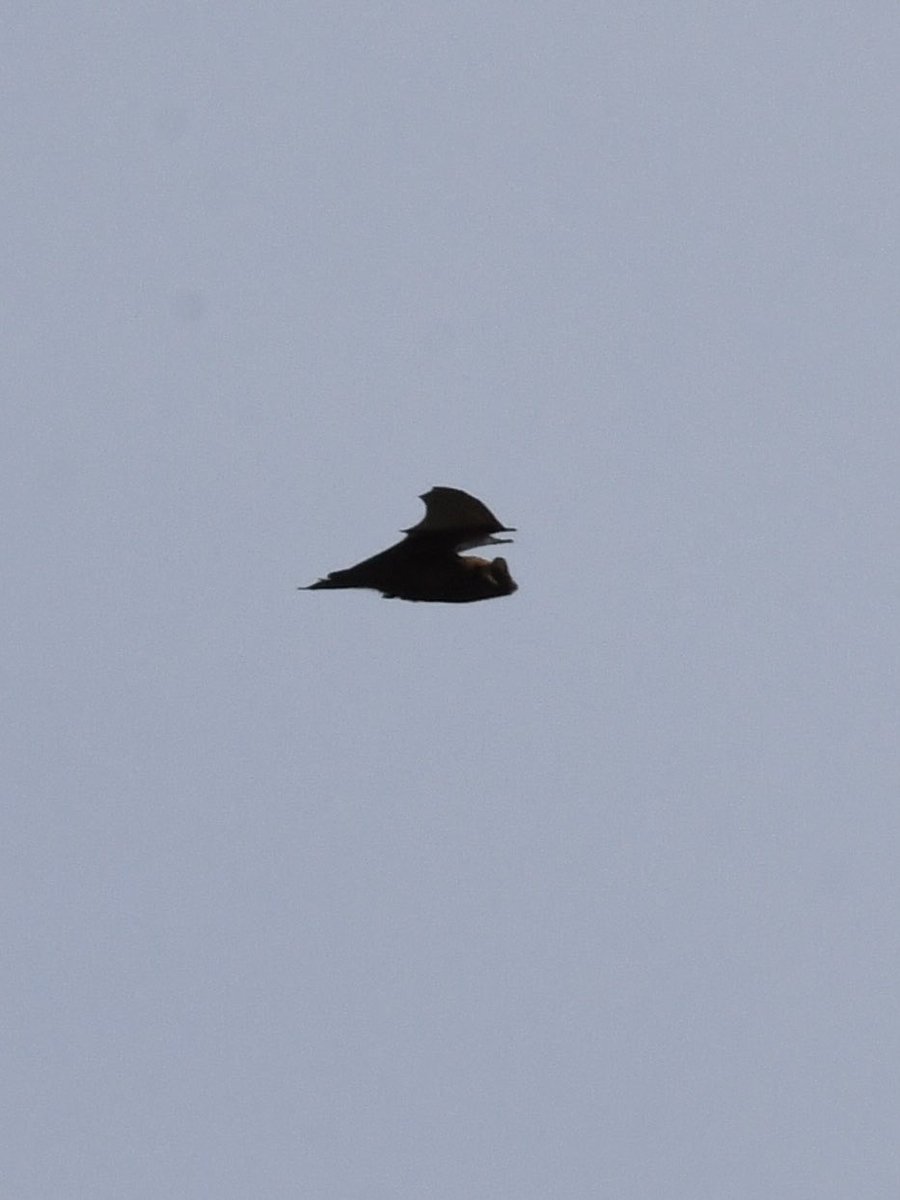 Grumpysnapper's tweet photo. Quite day ⁦@tophilllow⁩ ⁦@Natures_Voice⁩ ⁦@Britnatureguide⁩ at top hill today but managed to get a few heavily cropped photos of bat hunting on north lagoon this afternoon https://t.co/57q7RYUGqg