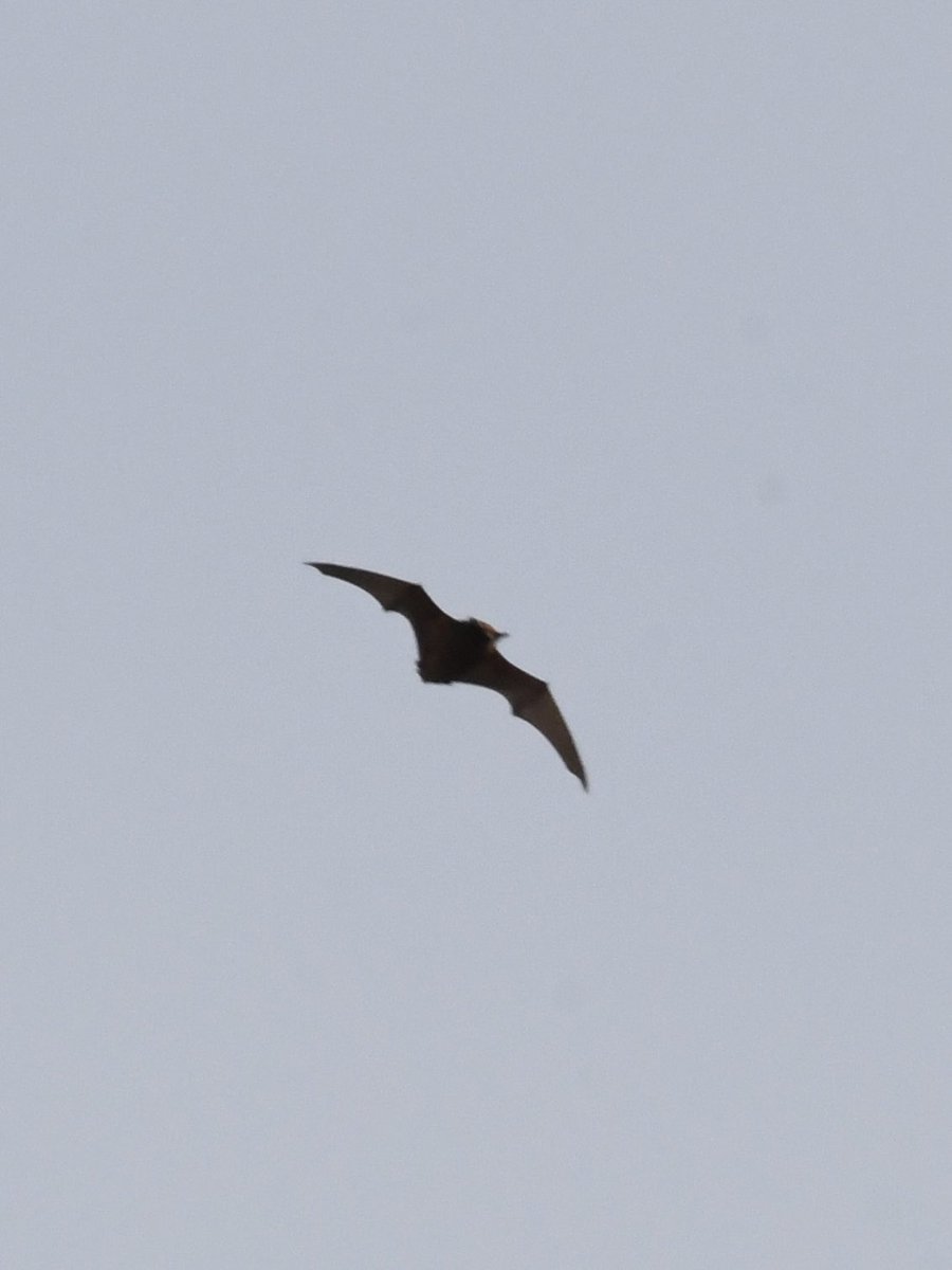 Grumpysnapper's tweet photo. Quite day ⁦@tophilllow⁩ ⁦@Natures_Voice⁩ ⁦@Britnatureguide⁩ at top hill today but managed to get a few heavily cropped photos of bat hunting on north lagoon this afternoon https://t.co/57q7RYUGqg
