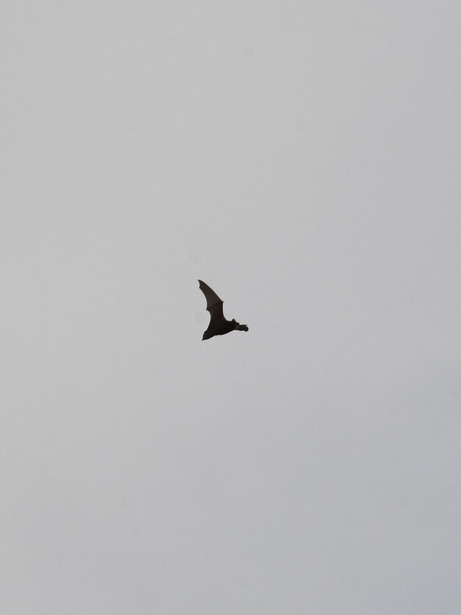 Grumpysnapper's tweet photo. Quite day ⁦@tophilllow⁩ ⁦@Natures_Voice⁩ ⁦@Britnatureguide⁩ at top hill today but managed to get a few heavily cropped photos of bat hunting on north lagoon this afternoon https://t.co/57q7RYUGqg
