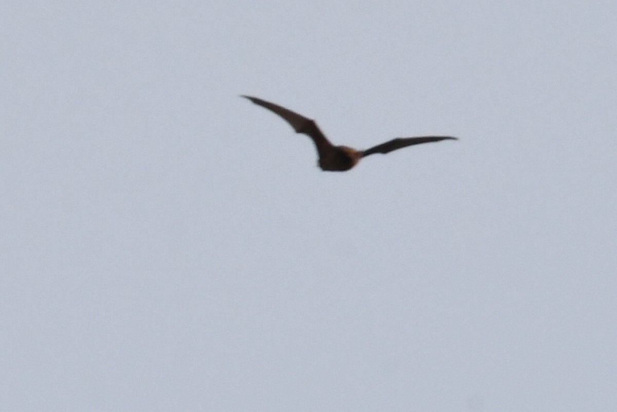 Grumpysnapper's tweet photo. Quite day ⁦@tophilllow⁩ ⁦@Natures_Voice⁩ ⁦@Britnatureguide⁩ at top hill today but managed to get a few heavily cropped photos of bat hunting on north lagoon this afternoon https://t.co/57q7RYUGqg