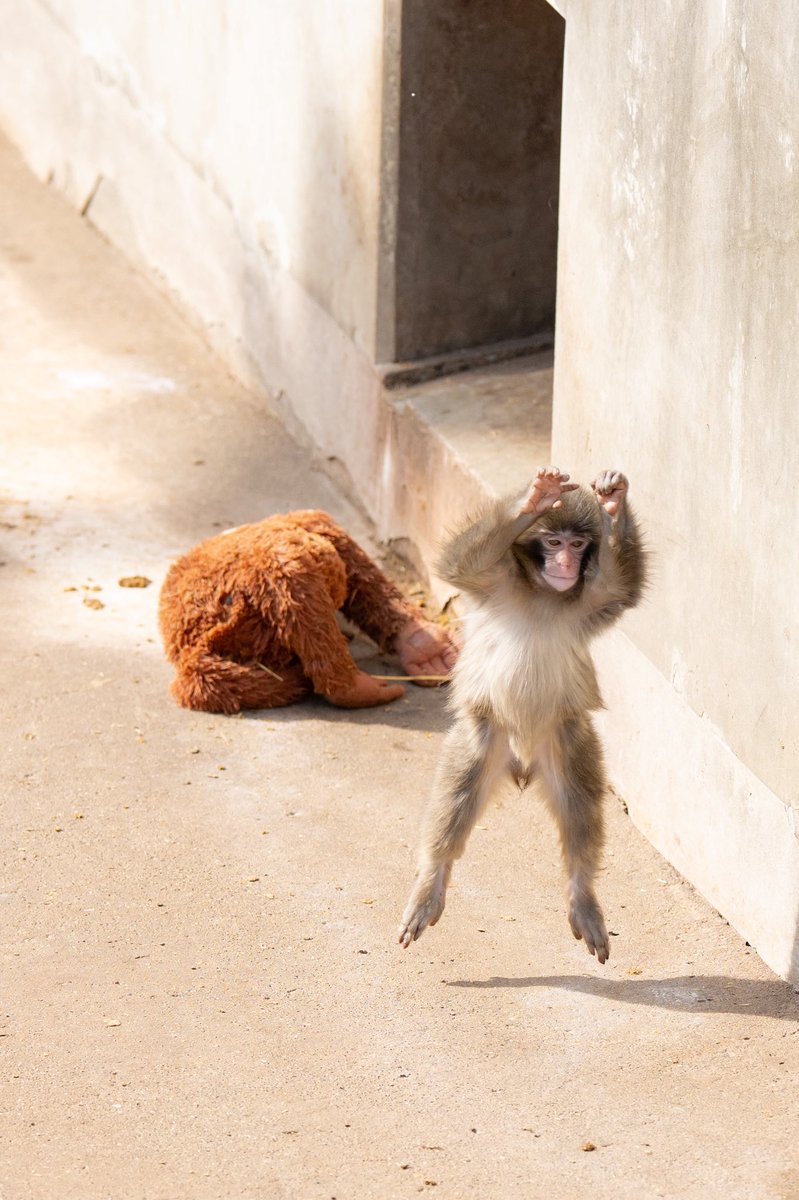 見るたびに癒されるんだよなぁ🐒☀️

#子ザル #パンチくん #panchi #がんばれパンチ #市川市動植物園 #動物園