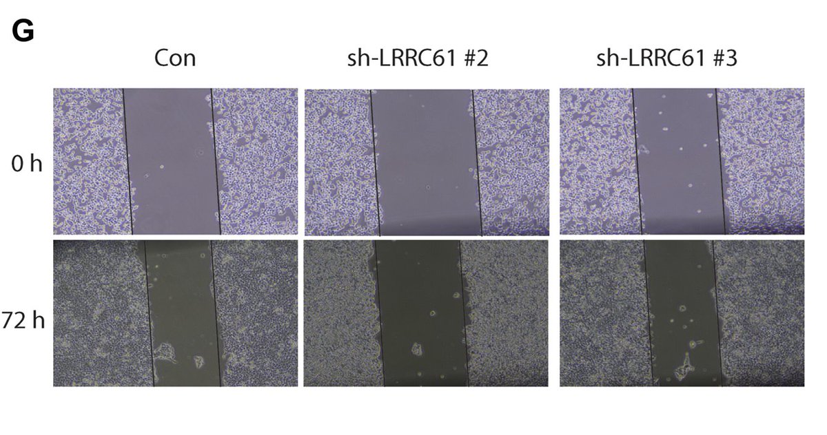 Intestinal Cell News tweet media